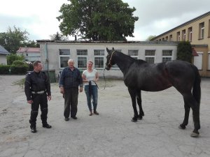 policjant przy koniu